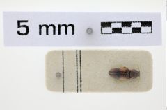 Foto von Bronzeblechband (NHMW-PRAE-026644)
